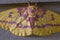 Closeup of Imperial Moth Wings