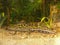 Closeup on an impressive crested French male Marbled newt, Triturus marmoratus