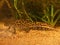 Closeup on an impressive crested French male Marbled newt, Triturus marmoratus