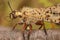 Closeup of an impressive large hairy Mediterranean antlion, palpares libelluloides on a twig