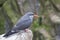 Closeup of an Inca Tern
