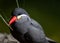 Closeup of Inca tern bird.