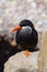 Closeup of Inca Tern perching on rock