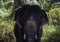 Closeup of an Indian or Asian captive elephant in Kerala