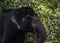 Closeup of an Indian or Asian captive elephant in Kerala