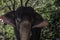 Closeup of an Indian or Asian captive elephant in Kerala