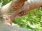 Closeup of Indian brown color Cicada the summer screamer insect sitting in a Pongamia Pinnata tree branch