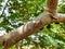 Closeup of Indian brown color Cicada the summer screamer insect sitting in a Pongamia Pinnata tree branch