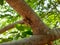 Closeup of Indian brown color Cicada the summer screamer insect sitting in a Pongamia Pinnata tree branch