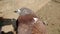 Closeup of Indian brown pigeon