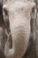 Closeup of indian elephant