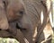 Closeup of an Indian elephant in a field under the sunlight in South Africa