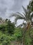 Closeup of Indian empty dates palm tree in a forest or in a field