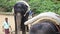 Closeup Indian Men Put on Saddle to Elephants in Park