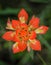 Closeup of Indian Paintbrush wildflower