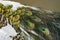 Closeup of Indian peacock feathers