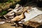 Closeup of an Indian runner duck, a domestic duckling roaming and searching for the foods