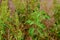 closeup of Indian Traditional Tulsi Plant