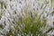 Closeup of  Indigenous Grass and Plants of South Africa