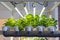 Closeup on indoor hydroponic vegetable farming with led lighting in controlled enviroiment