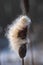 Closeup inflorescence wild growing Typha latifolia plant at the end of the winter season. This is a fluffy overblown female flower