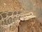 Closeup on an inland Bearded dragon lizard, Pogona vitticeps in a terrarium