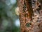 Closeup of an insect cocoon on the side of a gumbo-limbo tree in