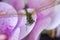 Closeup of an insect flying over a pink-colored flower during the daytime