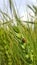 Closeup insect in wheat farm