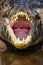 Closeup Inside A Caimans Mouth and Throat