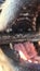 closeup of inside of dog mouth with sharp pink tongue highlighted canine teeth the dog is furious