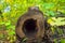 Closeup of inside a hollow fallen tree