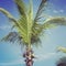 Closeup instagram of palm tree swayingin the wind with frame