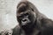 Closeup of the intimidating stare of a large, black, silver back gorilla as he looks directly into the camera