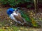 Closeup of a iridescent peacock preening its feathers, beautiful color and pigment variation, popular pet in aviculture