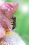 Closeup iris flower with bee. Meadow in may with bee on flower