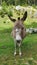 Closeup of an Irish donkey on a green grass