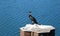 Closeup of on isolated black cormorant phalacrocorax carbo sitting on pier at river rhine - Duisburg, inner harbor, Germany