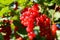 Closeup of isolated bright ripe juicy gooseberries ribes rubrum hanging on bush in german fruit plantation in summer - Germany