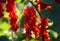 Closeup of isolated bright ripe juicy gooseberries ribes rubrum hanging on bush in german fruit plantation in summer - Germany