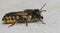 Closeup on an isolated female Banded mud bee,Chalicodoma ericetorum, sitting on a piece of wood