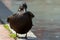 Closeup isolated frontal view of a mallard dabbling duck