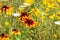 Closeup of isolated orange yellow coneflower blossom  rudbeckia in wild flower field. Blurred flowers anthemis orientalis