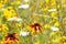 Closeup of isolated orange yellow coneflower blossom  rudbeckia in wild flower field. Blurred flowers anthemis orientalis