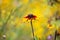 Closeup of isolated orange yellow coneflower blossom  rudbeckia in wild flowers field. Blurred background with bright bokeh.