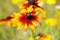 Closeup of isolated orange yellow coneflower blossom  rudbeckia in wild flowers field. Blurred background with bright bokeh.