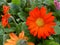 Closeup of isolated orange yellow gerbera garvinea flowers in garden center