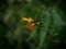 Closeup of isolated orange yellow Streptosolen jamesonii marmalade bush flower plant in green nature Giron Azuay Ecuador