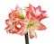 Closeup of an Isolated Red and White Striped Amaryllis