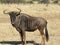 Closeup of an isolated Wildebeest standing on dry grass in the bush